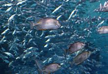 梦见捉很多鱼有哪些解释 梦见捉很多鱼是什么征兆