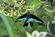 梦见蝴蝶在身旁飞是什么预兆 梦见蝴蝶在身旁飞是什么意思