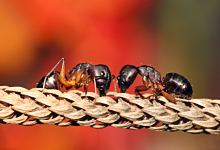 梦见蚂蚁窝预示什么 梦见蚂蚁窝是什么征兆