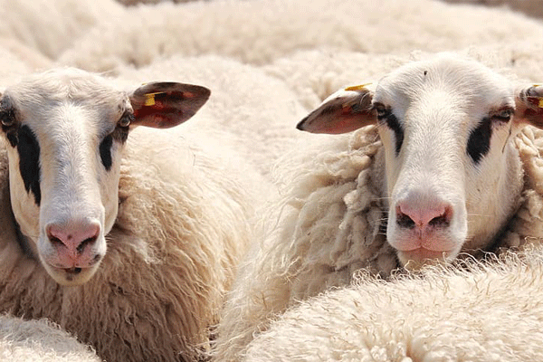属羊人的婚姻 属羊一生几次婚姻