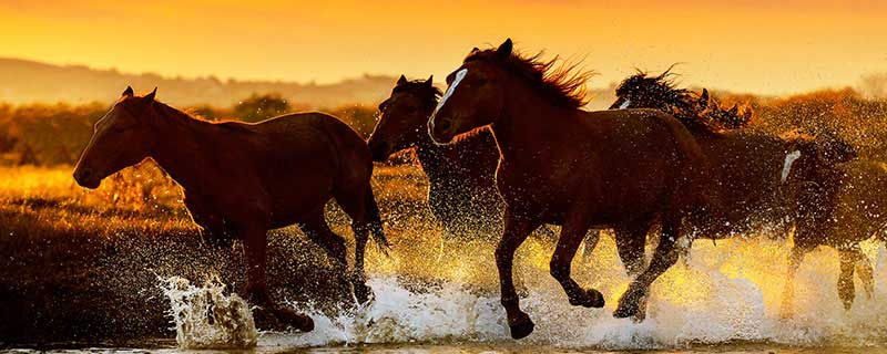 2026年生肖马是什么命 2026年马年五行是什么