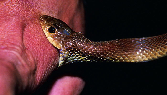最吉利的十种梦见蛇 最吉利的十种梦见蛇是什么预兆