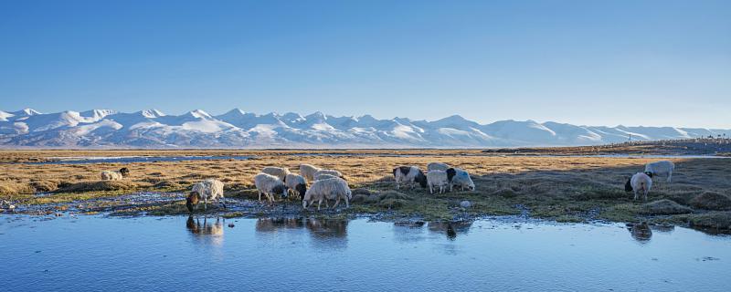 属羊的2022年7月份运程 属羊7月份运势如何2022