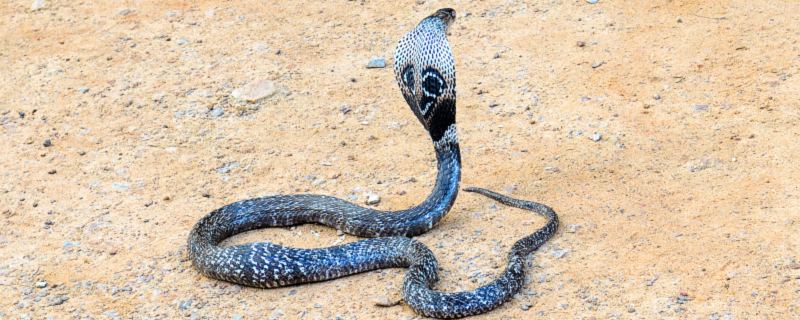 生肖蛇让人反感的缺点 属蛇都有哪些难改的坏毛病