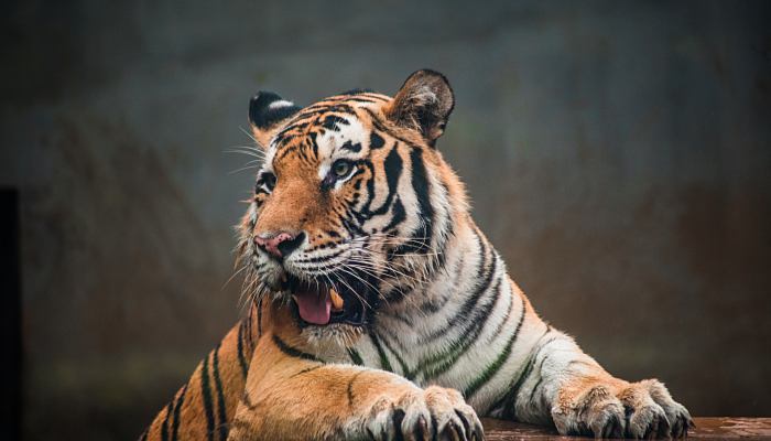 2010年属虎什么时辰出生好 2010年属虎几点出生最好