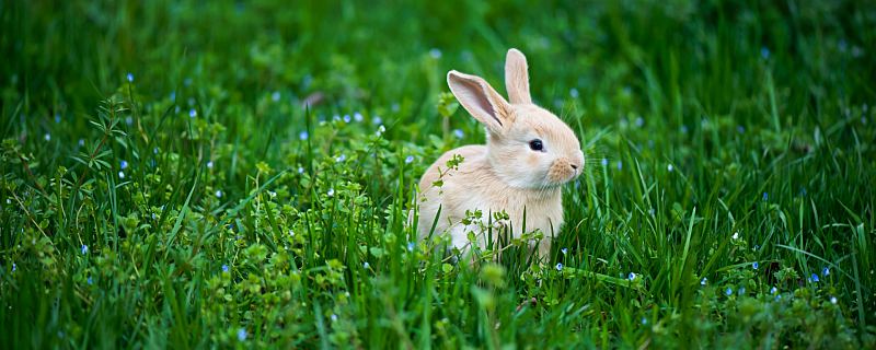 兔年是哪年出生的 属兔的人2022年都多少岁了