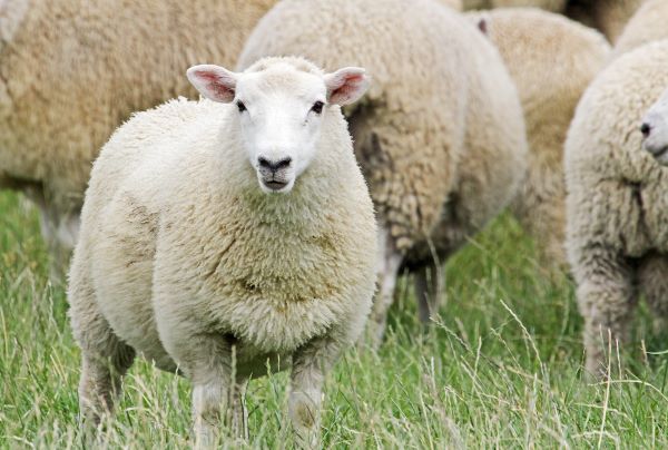 属羊人的性格 属羊男和属羊女的性格特征