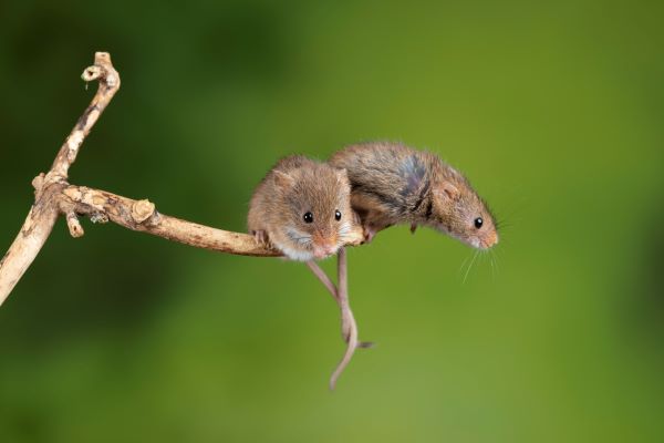 女鼠农历几月出生不好 属鼠的女孩最忌讳哪个月出生