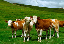 2021年犯太岁最严重生肖 2021年什么生肖犯太岁