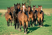 2021属马犯太岁佩戴什么 2021属马犯太岁戴什么首饰能化解