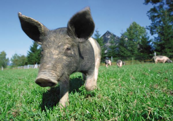 属猪忌用字 猪宝宝取名禁忌字