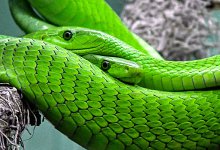 2022年犯太岁生肖有哪些 2022年犯太岁的生肖有哪几个