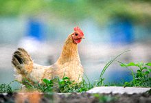 属鸡的和什么属相最配、相克 与鸡相冲相克的属相