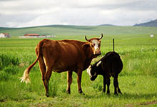 牛和蛇谁厉害 属牛和属蛇哪个厉害