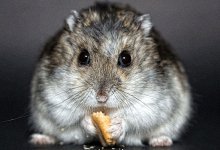 鼠与鸡相配吗 属相鼠和鸡婚配好吗