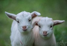 羊男虎女能做夫妻吗 生肖羊的男生和生肖虎的女生缘份指数