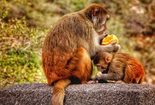 属猴的和什么属相最配、相克 与猴相冲相克的属相