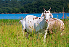 羊和虎在一起有财运吗 属羊和属虎在一起有财运吗
