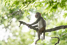 猴和鼠的属相合吗 属猴和属鼠相合吗