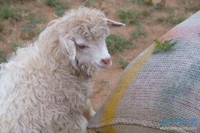 属羊的今年多大2020年属羊的几岁了