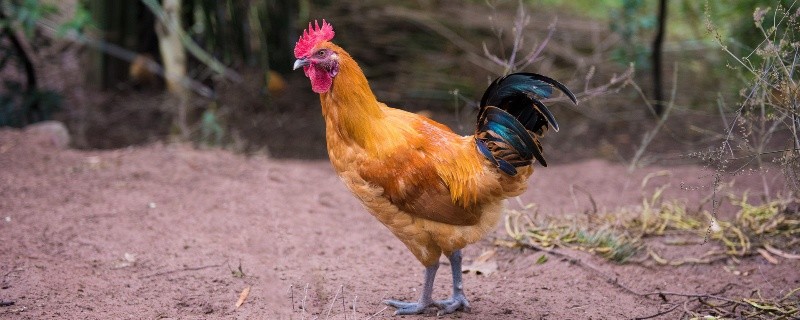 1981年属什么 1981年属什么五行