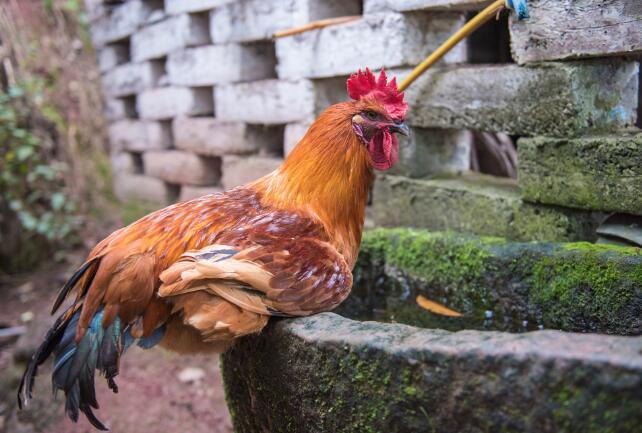 1969年属鸡男的桃花运 1969年属鸡男的桃花运几月最旺盛