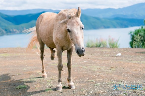 1966年属马的人2021年运程详解