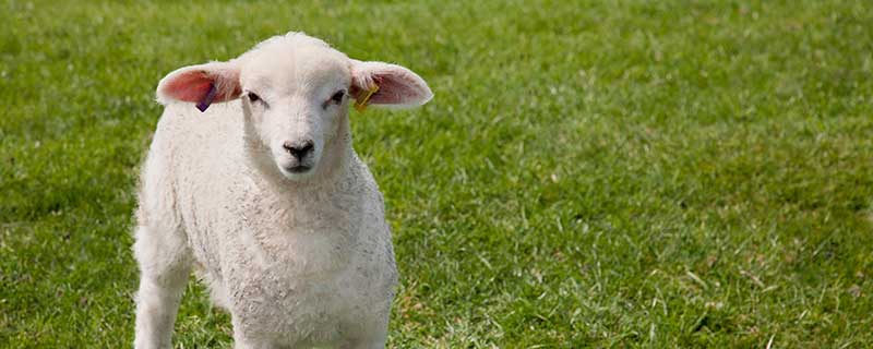 属羊人佩戴什么旺自己 属羊佩戴什么运气最好