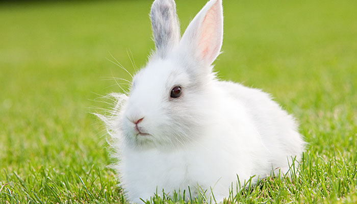 属兔的人都有哪些性格特点 属兔的性格特征