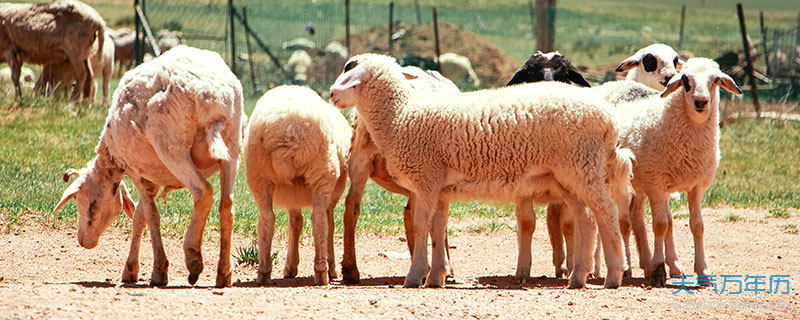 颜色,我们常常称之为幸运色,那么,从生肖文化的角度来看,79年的羊在