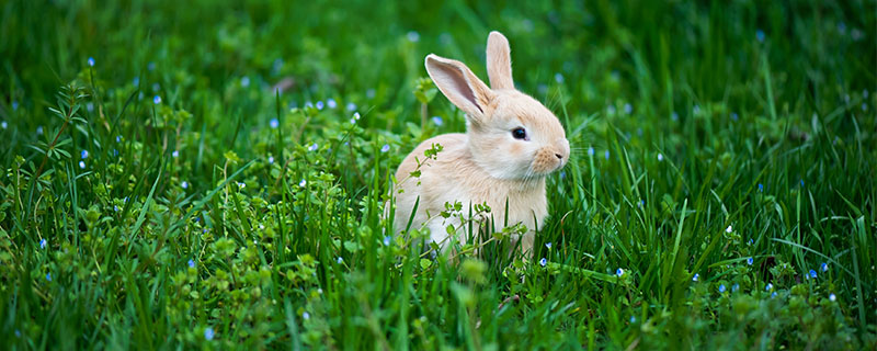 属兔人出生日的命运 属兔人出生日运势查询