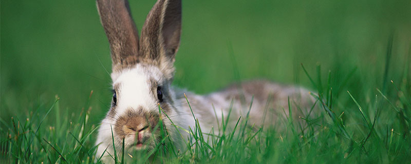 属兔的人都有哪些性格特点 属兔的性格特征