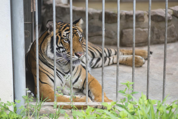 虎和猪属相配婚姻如何 属虎和属猪婚姻配吗