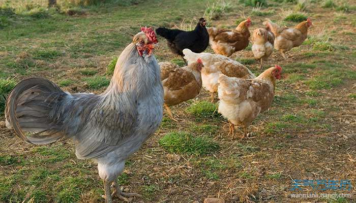 1993年属鸡今年多少岁 93年属鸡今年多大