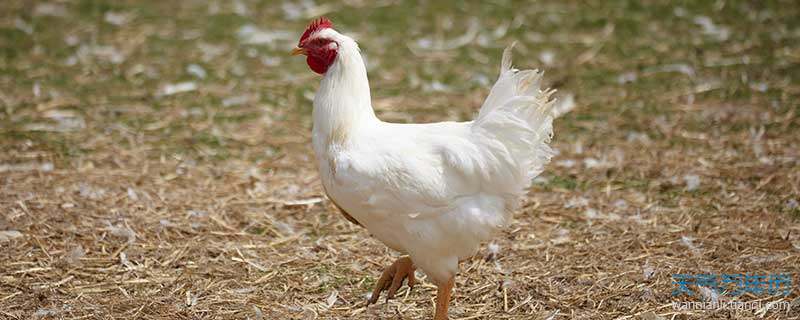 1993年属鸡今年多少岁 93年属鸡今年多大