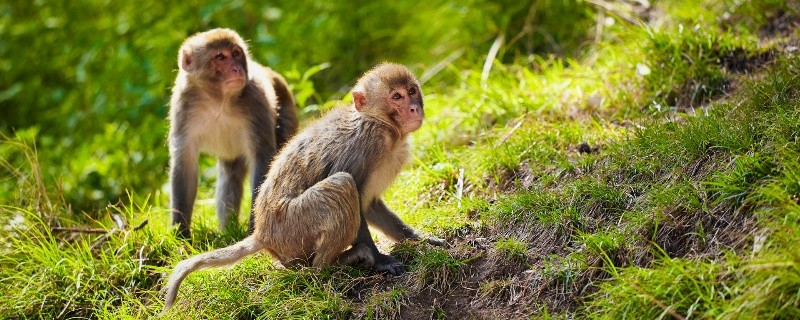 属猴出生年份及其年龄 属猴的年份及年龄对照