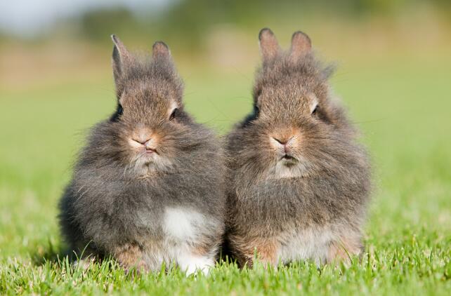 兔和兔婚姻相配吗 兔和兔相配婚姻长久吗