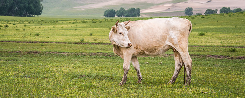 1973年属牛人在2021年的命运 1973年属牛人在2021年的每月运程