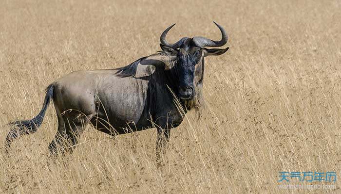 97生肖牛今年几岁 97年属牛2021年多大