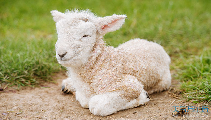 属羊人和什么属相相冲 属羊的人相冲什么生肖