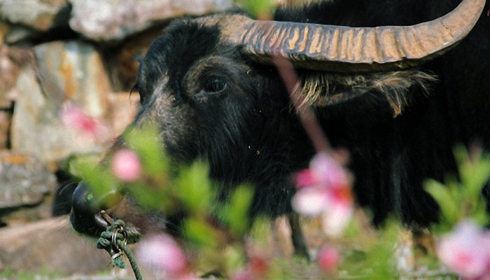 男牛女虎结婚能到老吗 男牛女虎婚姻最终结局