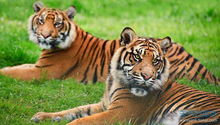 摄图网_300698002_苏门答腊虎豹的肖像,蒂格里斯苏门答腊大猫被囚禁（企业商用）.jpg