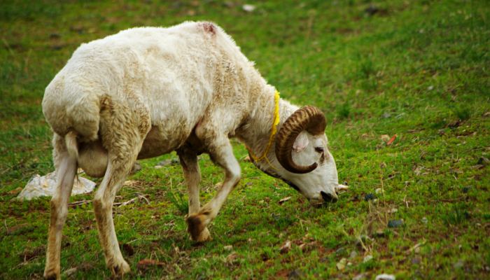 生肖羊命中注定的姻缘是谁 属羊人命中注定的另一半是谁