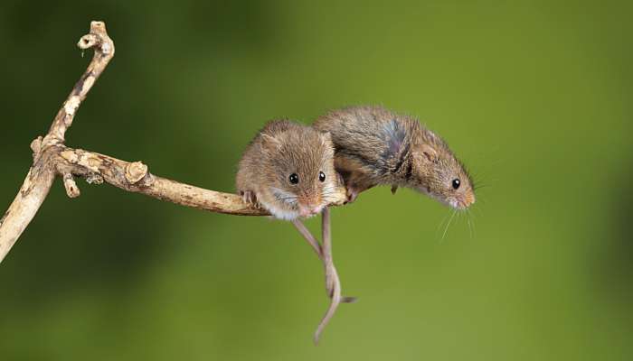 属鼠的人和属什么的结婚好 属鼠人和什么属相在一起好
