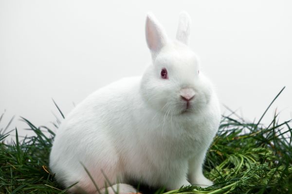 属兔人的性格 属兔男和属兔女的性格特征