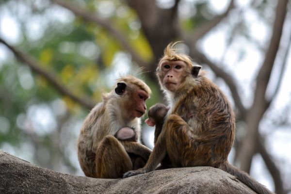 属猴人的性格 属猴男和属猴女的性格特征