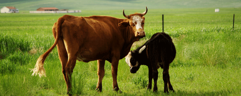 生肖牛和什么生肖相冲 牛和什么属相相冲