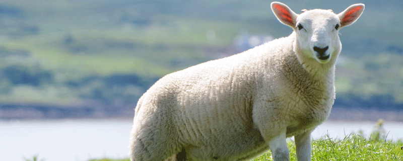 生肖羊和什么生肖相冲 羊和什么属相相冲