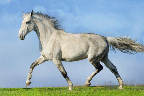 1978属马人一生运势 1978年属马的是什么命