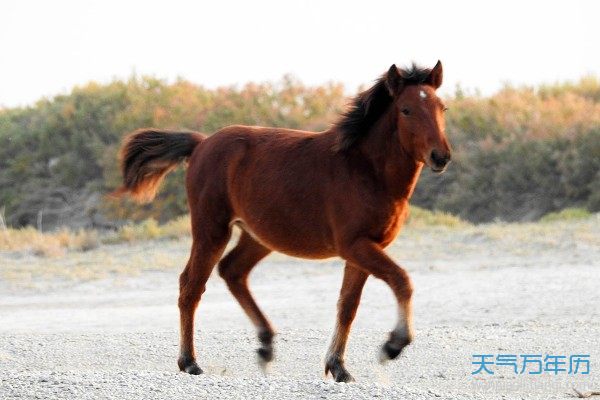 作为属马人2021年的幸运颜色,绿色可以让属马人不管做什么事情,都会比